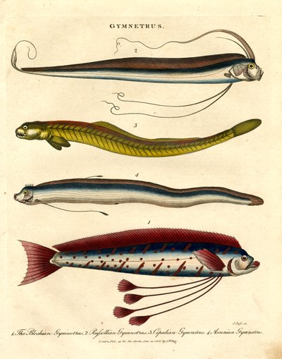 Gymnetrus-Arten – Bandfisch von John Pass