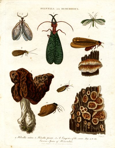 Helvella und Hemerobius von John Pass