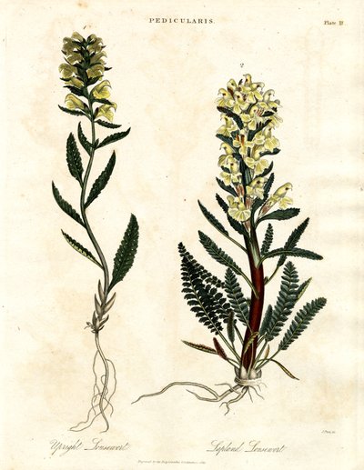 Läusekraut Arten von John Pass