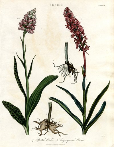 Orchideen: Gefleckte und Langspornige Orchis von John Pass