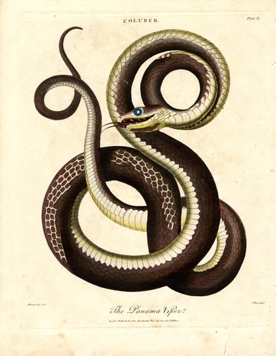 Panama-Viper (Coluber) von John Pass