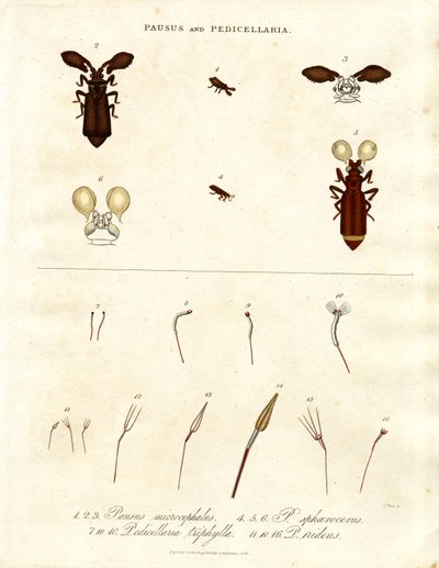Pausus und Pedicellaria - Insektenarten von John Pass