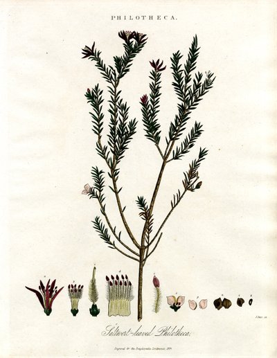 Philotheca von John Pass