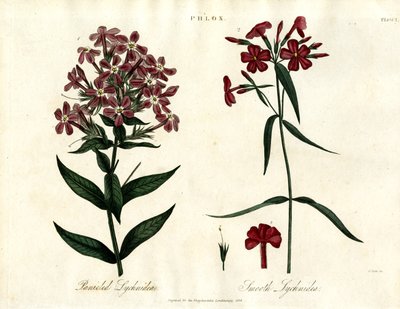 Phlox-Arten von John Pass