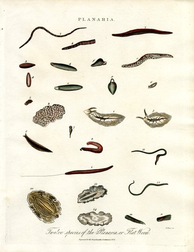 Planaria - Zwölf Arten von Plattwürmern von John Pass