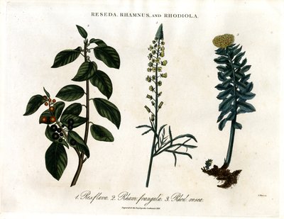 Reseda; Rhamnus und Rhodiola von John Pass
