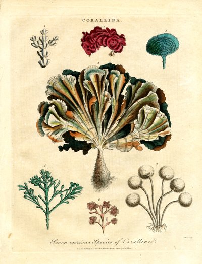 Sieben kuriose Arten von Korallen von John Pass