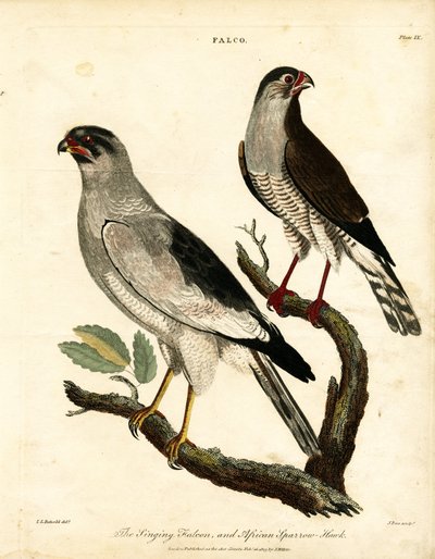 Singfalke und Afrikanischer Sperber von John Pass