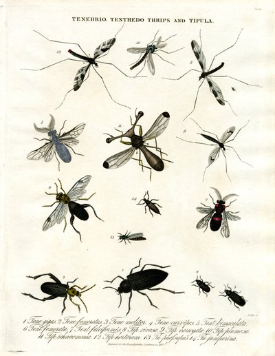 Tenebrio; Tenthedo; Thrips und Tipula - Insektenvielfalt von John Pass