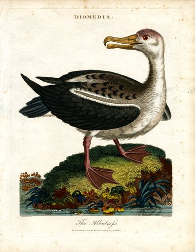 Der Albatros von John Pass