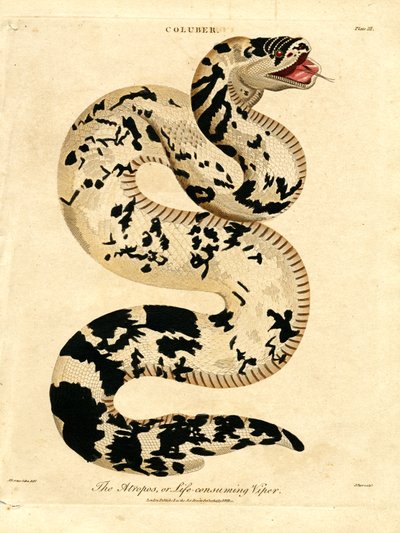 Die Atropos; oder lebensverzehrende Viper von John Pass