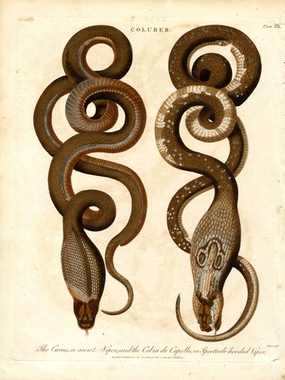 Der Cæcus; oder geheime Viper; und die Cobra de Capello; oder Brillenschlange von John Pass