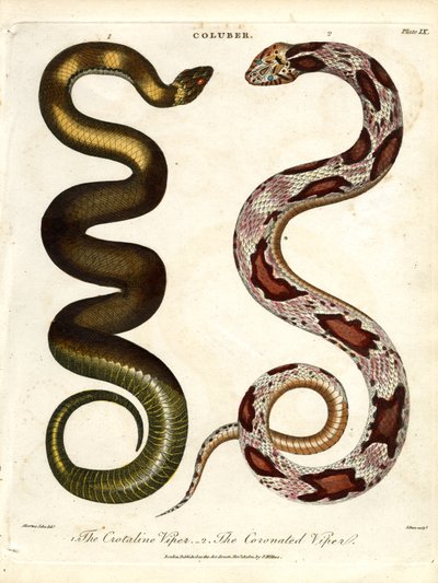 Die Krotalviper und die gekrönte Viper von John Pass