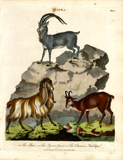 Der Steinbock; die syrische Ziege; und die Gämse von John Pass