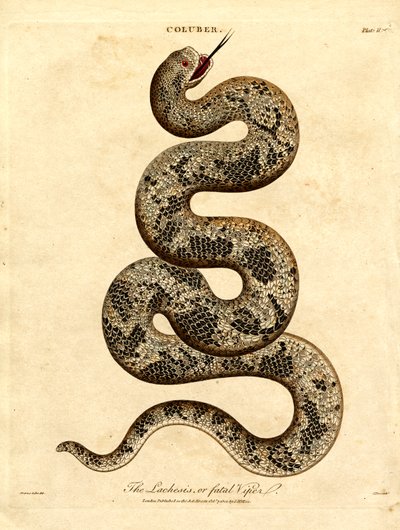 Die Lachesis oder tödliche Viper von John Pass