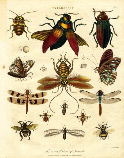Die sieben Ordnungen der Insekten von John Pass