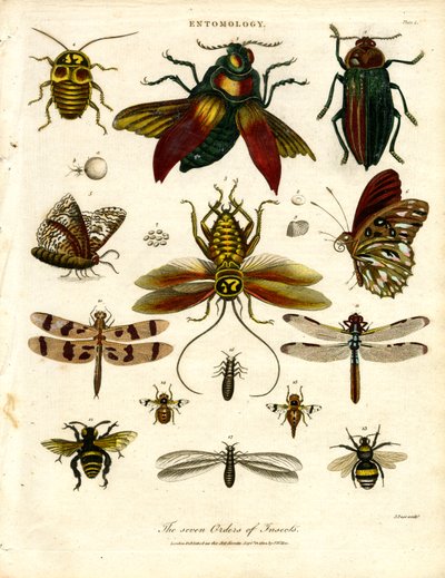 Die sieben Ordnungen der Insekten von John Pass