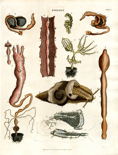 Zoologie Tafel I: Anatomische Illustrationen verschiedener Tiere von John Pass