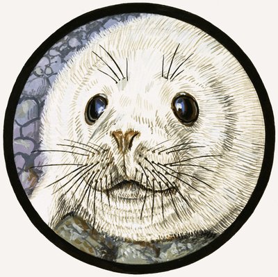 Unser Meeresfreund, der Seehund von John Rignall