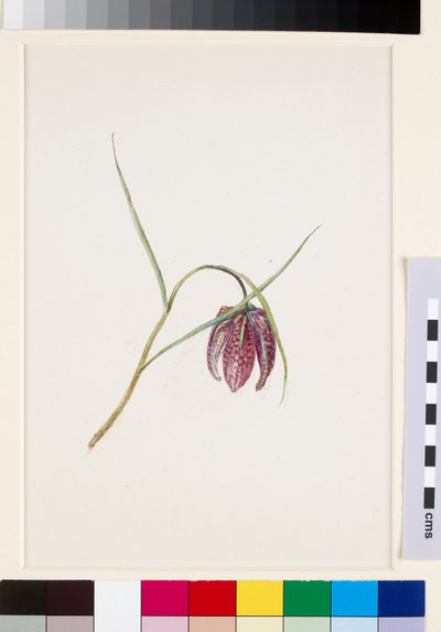 Schachbrettblume, vor Juni 1871 von John Ruskin