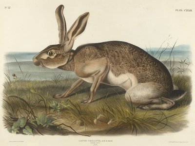 Texianischer Hase, 1848 (handkolorierte Lithografie auf Velinpapier) von John T. Bowen
