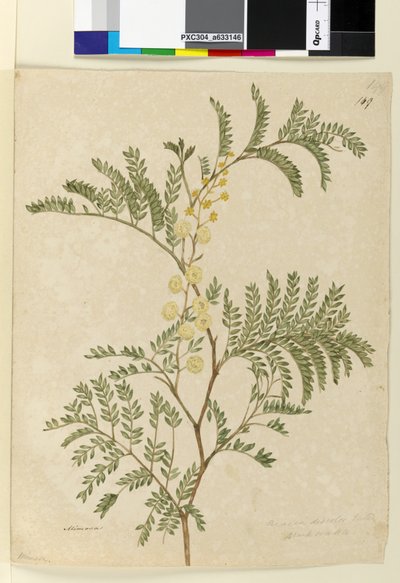 Seite 149. Acacia discolorAcacia terminalis von John William Lewin