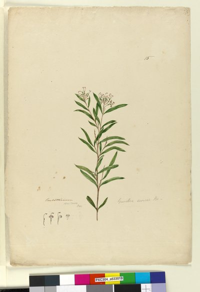 Seite 15. Grevillea sericea von John William Lewin