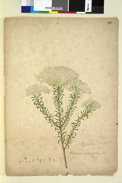 Seite 268. Helichrysum diosmifolium Ozothamnus diosmifolius von John William Lewin