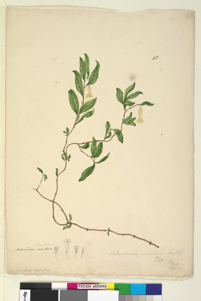 Seite 43. Billardiera scandens von John William Lewin