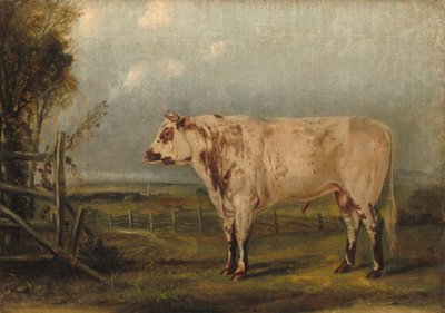 Ein junger Stier, c.1849 von John Woodhouse Audubon