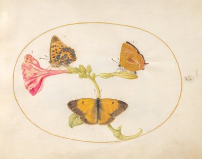 Tafel 10: Brauner Haarstrich, Silberfleckfalter und Wolkengelbe Schmetterlinge auf einer Vier-Uhr-Blume von Joris Hoefnagel