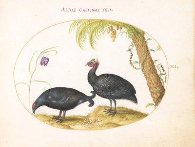 Tafel 11: Paar Perlhühner mit Palmenbaum und Fritillaria von Joris Hoefnagel