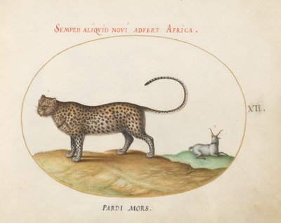 Tafel 12: Ein Gepard(?) und ein Wildschaf von Joris Hoefnagel