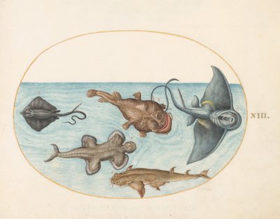 Tafel 13: Zwei Rochen, ein Anglerfisch, ein Seeteufel(?) und ein Engelhai von Joris Hoefnagel