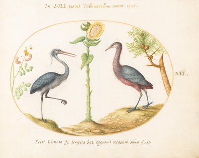 Tafel 16: Zwei Reiher(?) mit einer Sonnenblume von Joris Hoefnagel