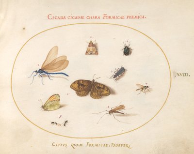 Tafel 18: Zwei Schmetterlinge und eine Motte mit einer Libelle, zwei Ameisen und vier weiteren Insekten von Joris Hoefnagel