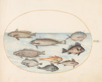 Tafel 19: Ein Riffbarsch und andere Fische, darunter zwei "Coracinis" von Joris Hoefnagel