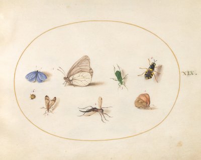 Tafel 19: Zwei Schmetterlinge mit fünf weiteren Insekten von Joris Hoefnagel