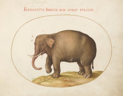 Tafel 1: Elefant mit Insekten von Joris Hoefnagel
