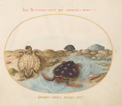 Tafel 1: Schildkröten, ein Bisamratte und Muscheln von Joris Hoefnagel
