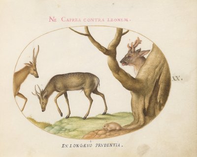 Tafel 20: Drei Arten von Hirschen mit einer Haselmaus(?) von Joris Hoefnagel