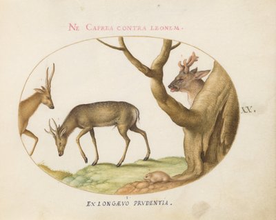 Tafel 20: Drei Hirscharten mit einer Haselmaus(?) von Joris Hoefnagel
