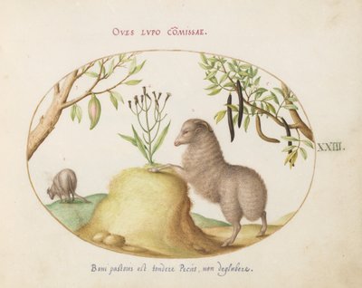 Teller 23: Ein Fettschwanzschaf, ein Schaf mit langem Schwanz, eine "Cassia purgatrix" und andere Pflanzen von Joris Hoefnagel