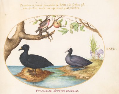 Tafel 27: Eine Ente (?), ein Blässhuhn und ein Rosenfink (?) von Joris Hoefnagel