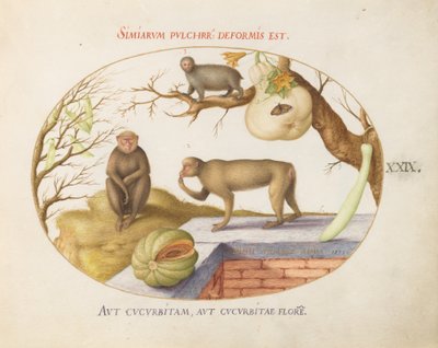 Tafel 29: Zwei Affen, ein "Arctopithecus" (Faultier?) und Früchte von Joris Hoefnagel