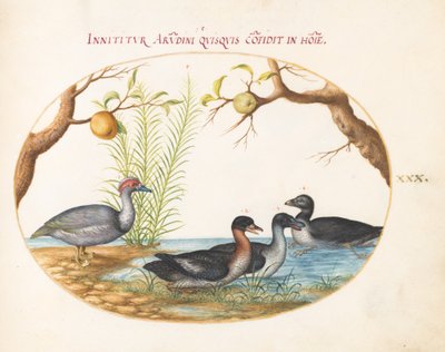 Tafel 30: Eine Moschusente (?), eine vierbeinige Ente und zwei andere Vögel von Joris Hoefnagel