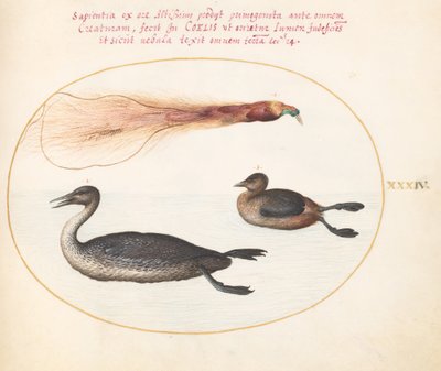 Tafel 34: Paradiesvogel mit Gänsesäger(?) und Lappentaucher(?) von Joris Hoefnagel