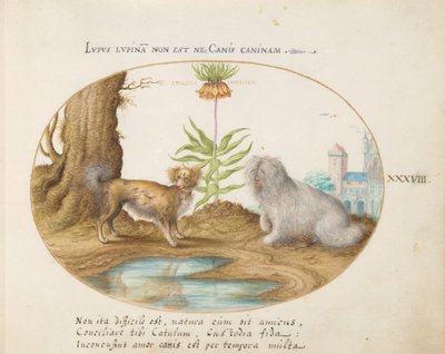 Tafel 38: Zwei kleine Hunde mit einer Kaiserkrone von Joris Hoefnagel