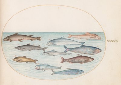 Tafel 41: Maräne (?) und andere Fische von Joris Hoefnagel