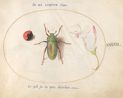 Tafel 42: Juwelenkäfer mit einer Pflanzengalle(?) und einer Blume von Joris Hoefnagel